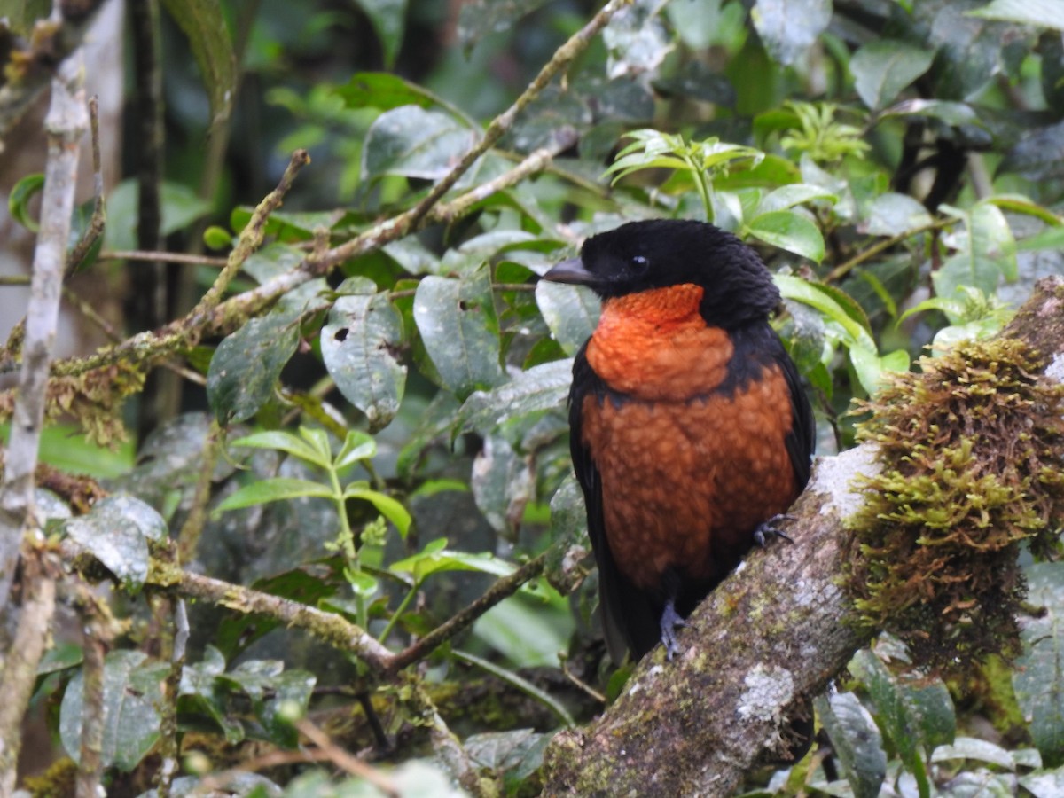Red-ruffed Fruitcrow - Diego DUQUE