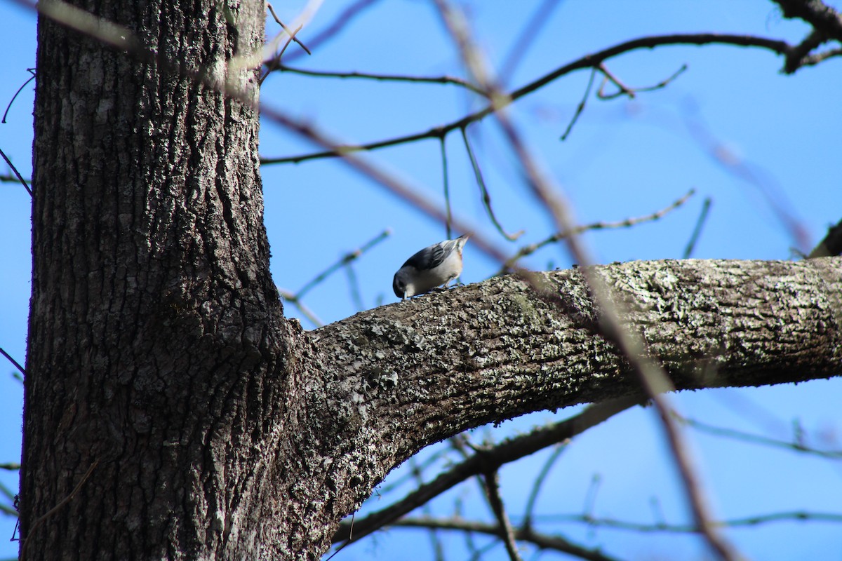 White-breasted Nuthatch - ML50011591