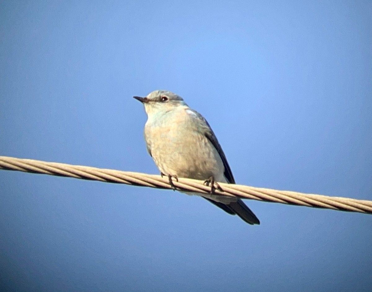 Mountain Bluebird - ML500116741