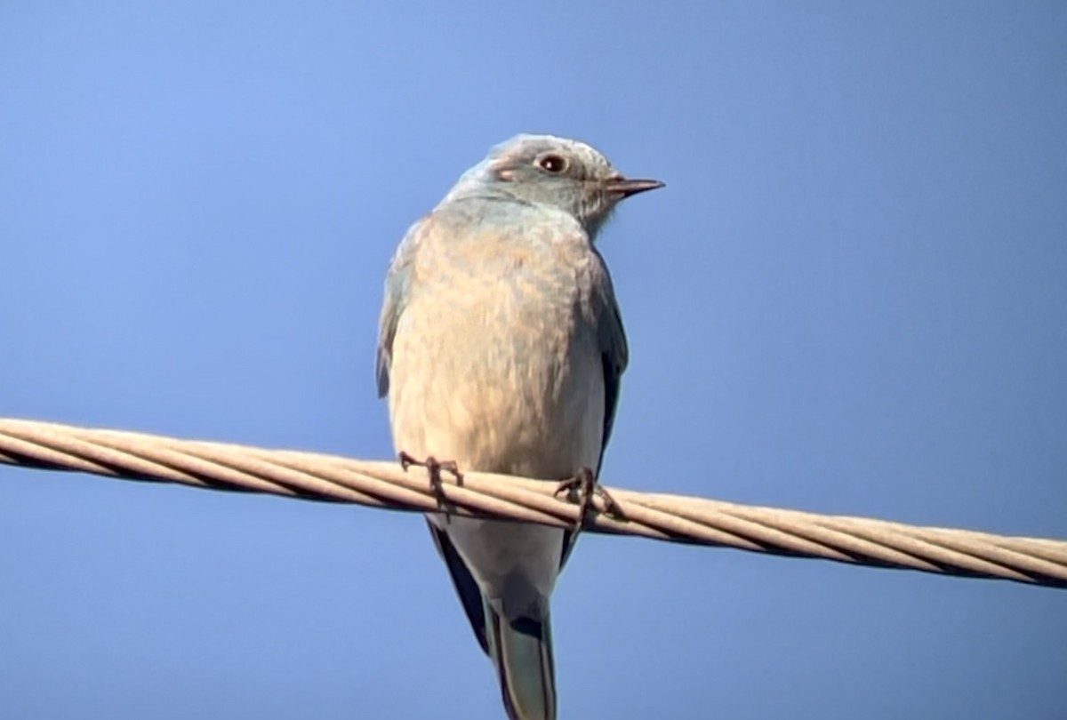 Mountain Bluebird - ML500116751