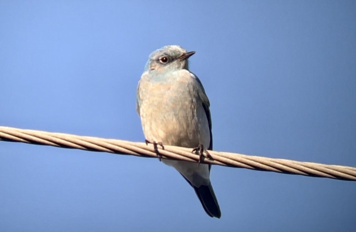 Mountain Bluebird - ML500116761