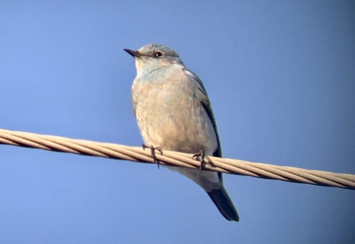 Mountain Bluebird - ML500116771