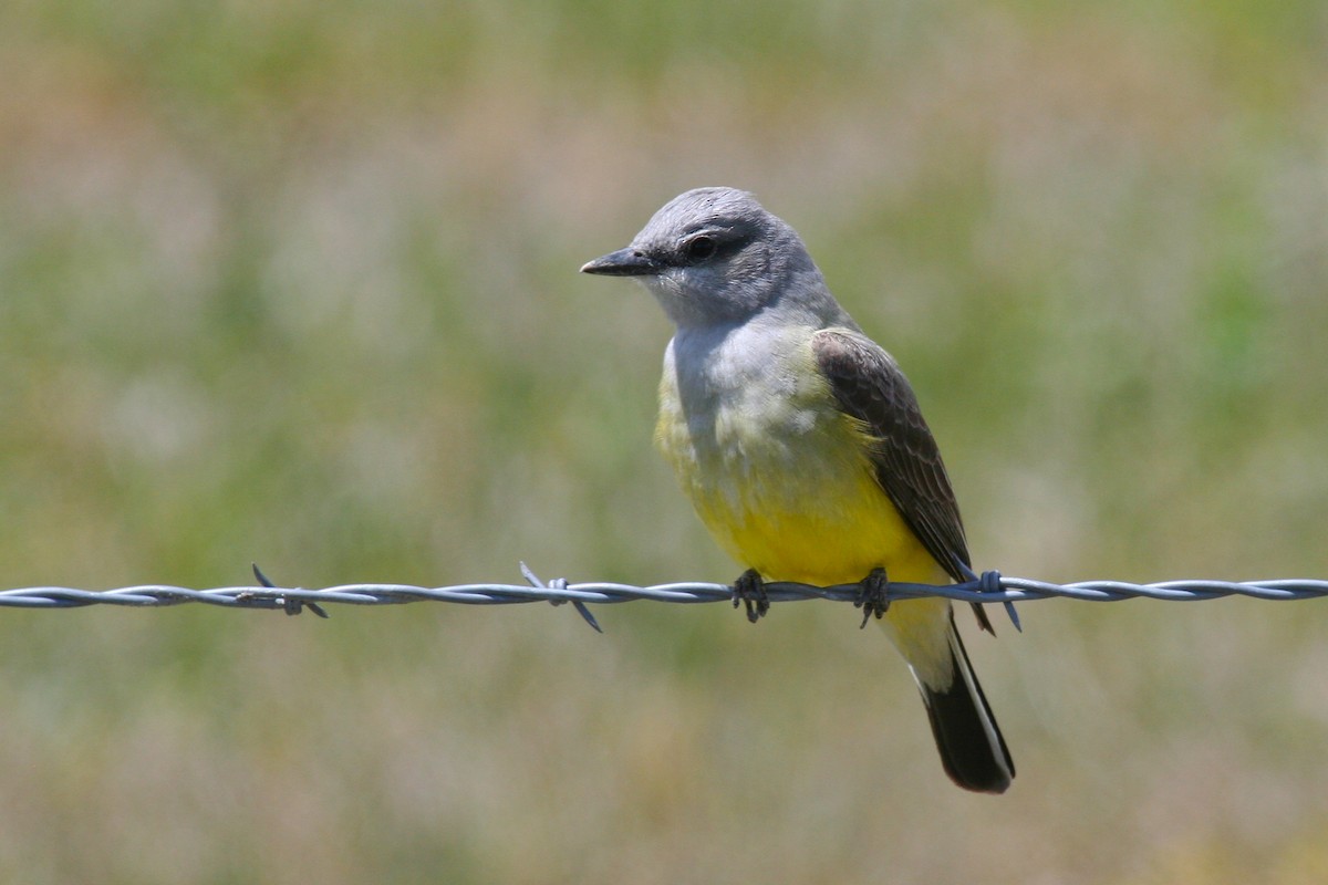 Western Kingbird - ML50011751