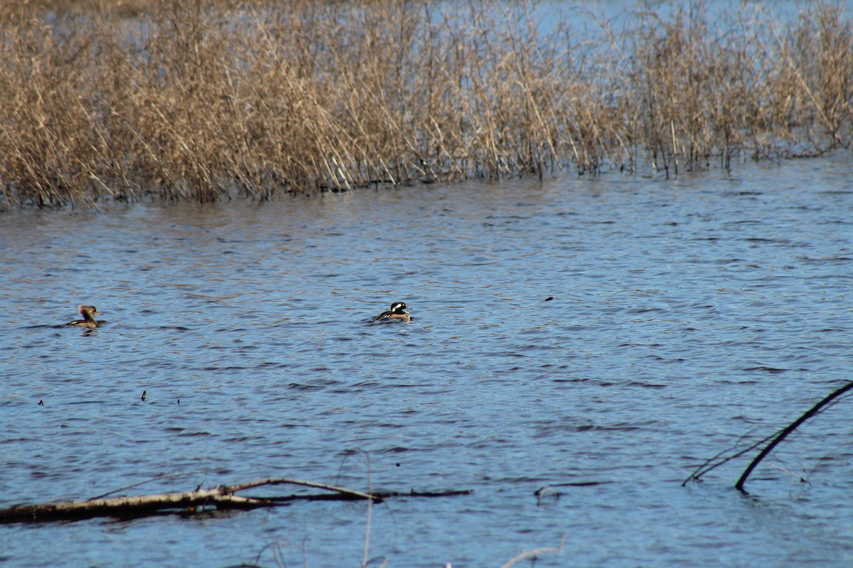 Hooded Merganser - ML50011891