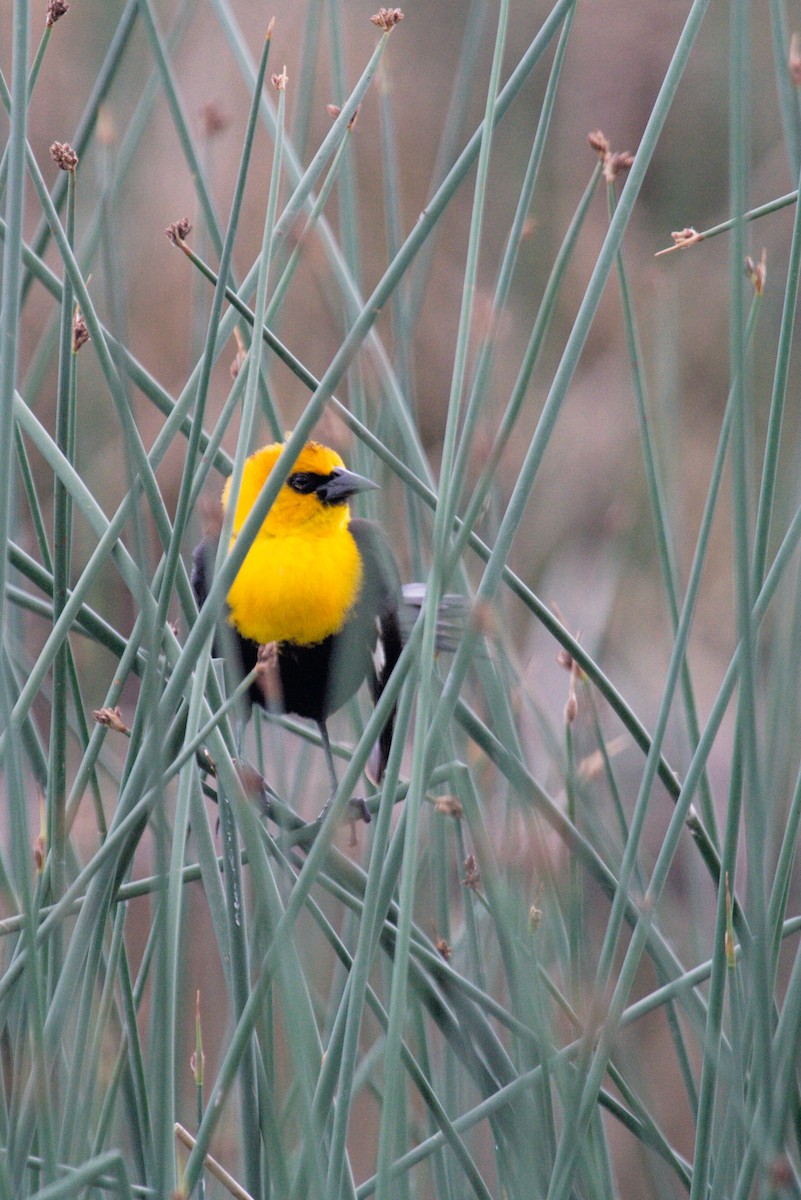 Yellow-headed Blackbird - ML50011941