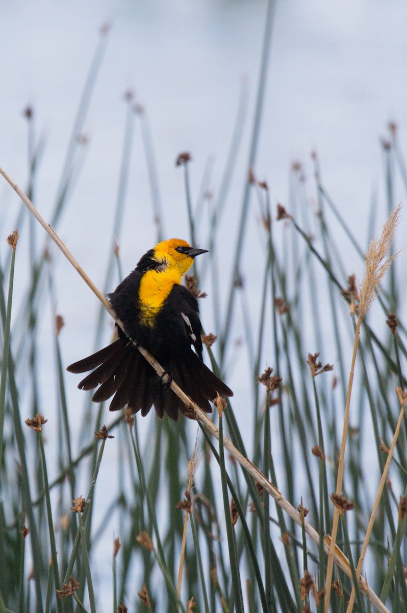 Yellow-headed Blackbird - ML50011951