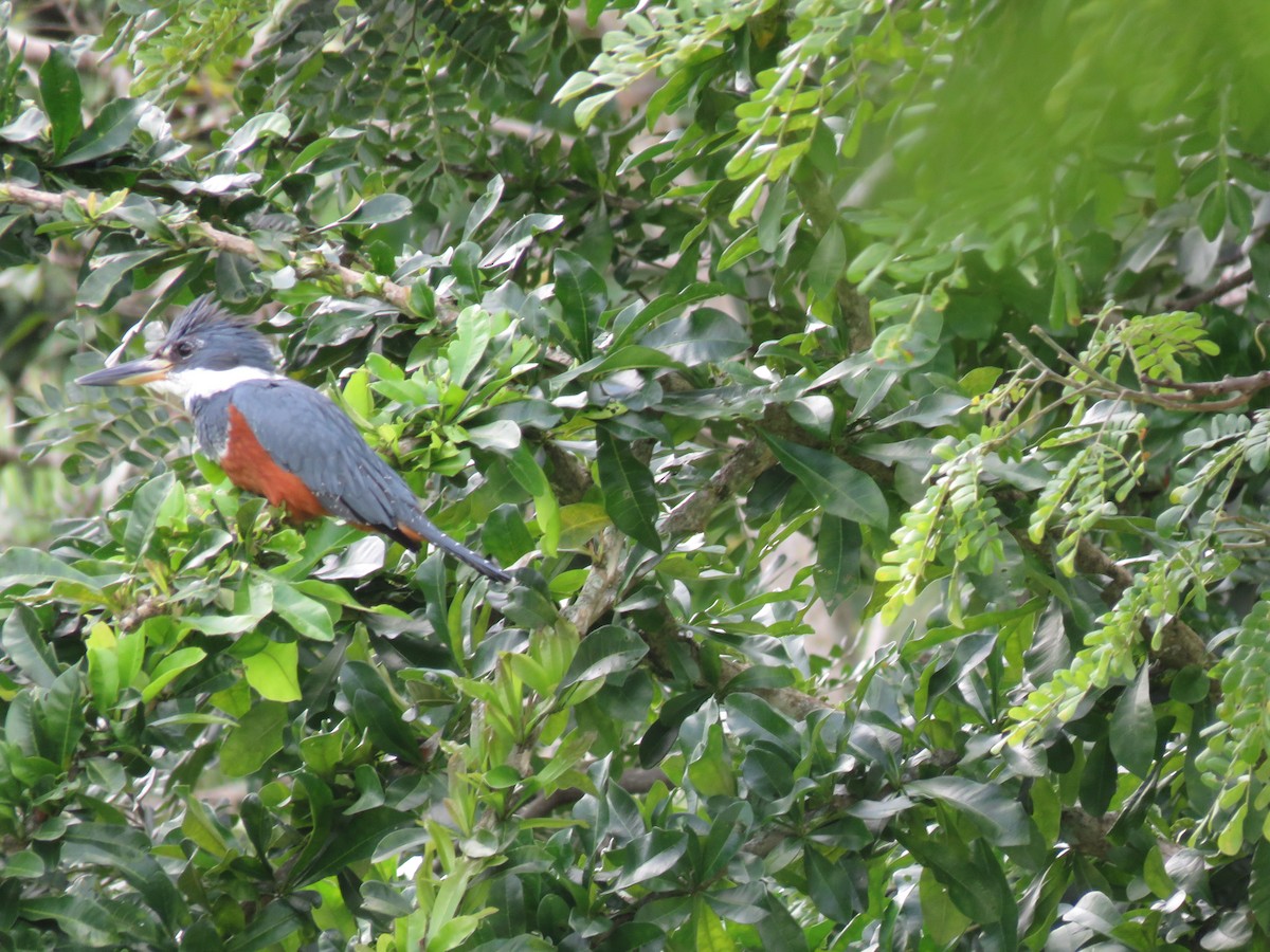 Ringed Kingfisher - ML500121101