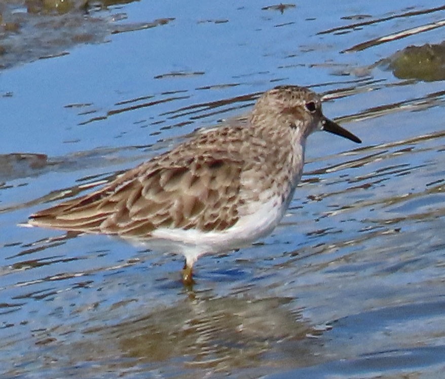 Least Sandpiper - ML500121541