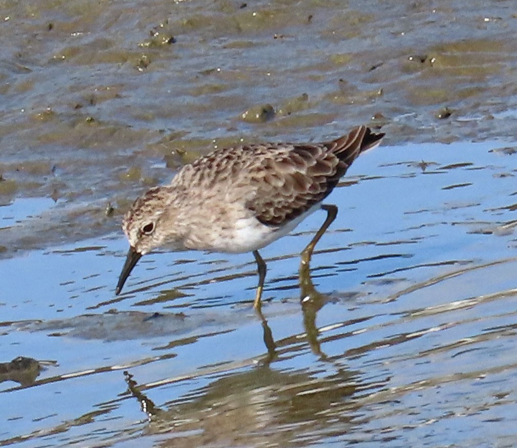 Least Sandpiper - ML500121561