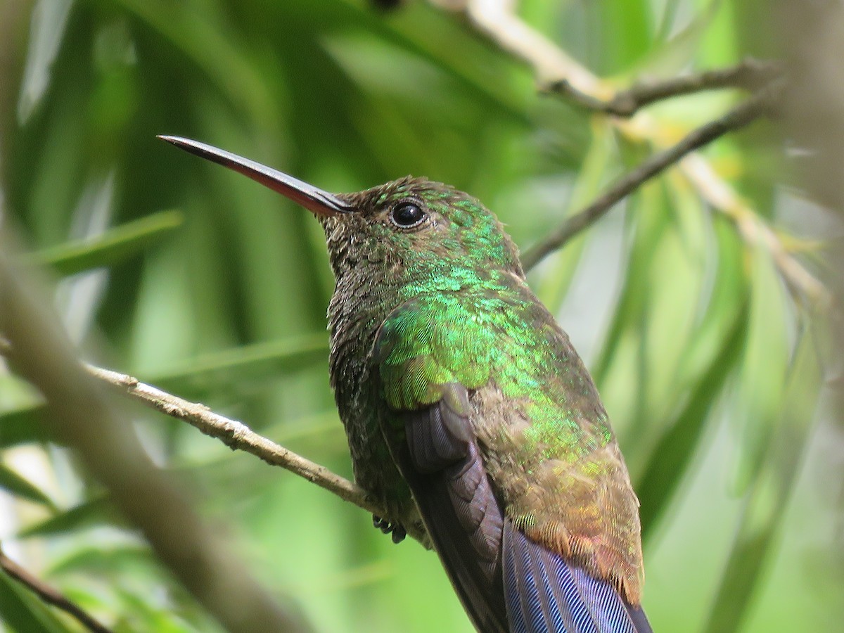 Copper-rumped Hummingbird - ML500121631