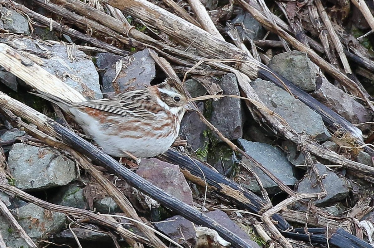 Rustic Bunting - ML500122591