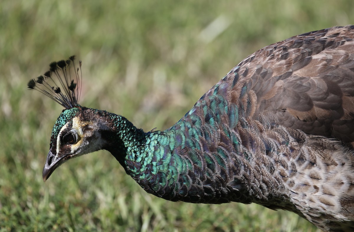 Indian Peafowl - Anne Bielamowicz