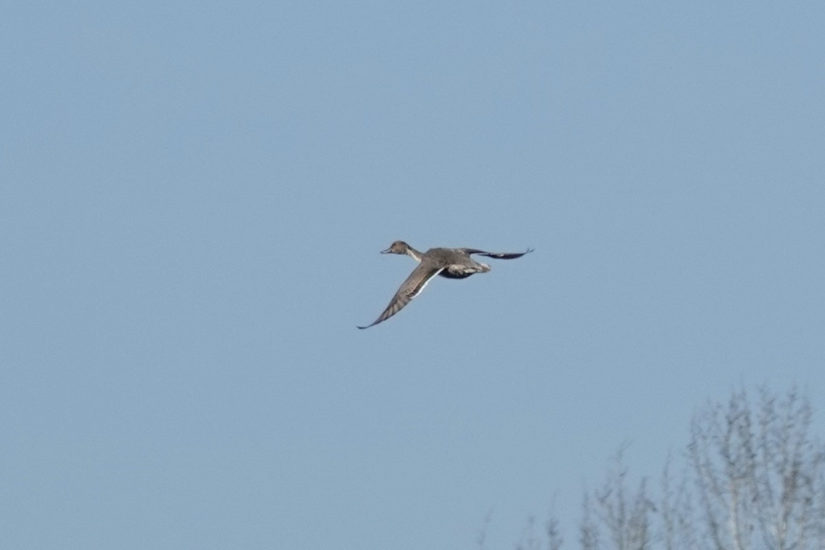 Northern Pintail - ML500123741