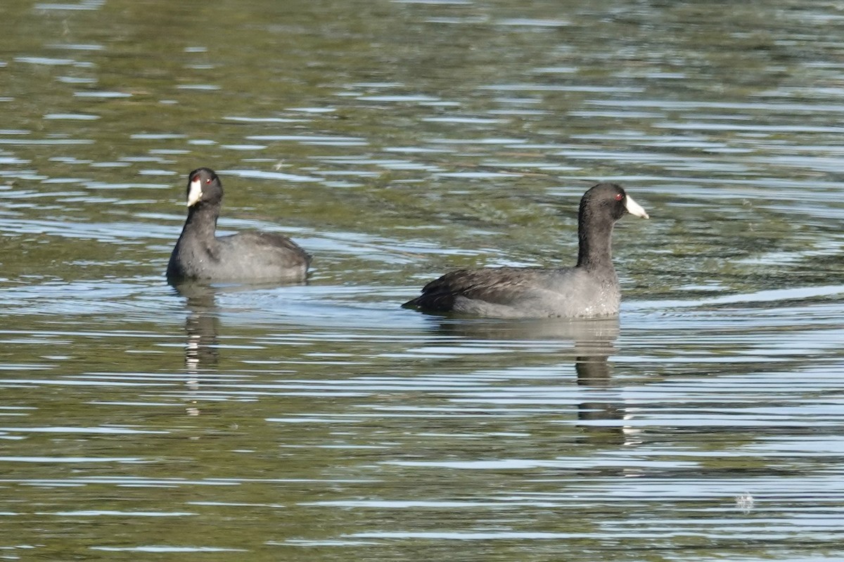 American Coot - ML500124081