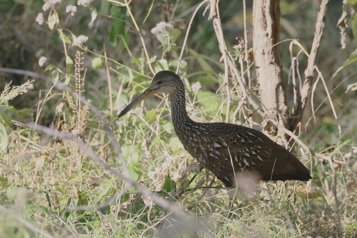 Limpkin - ML500124711