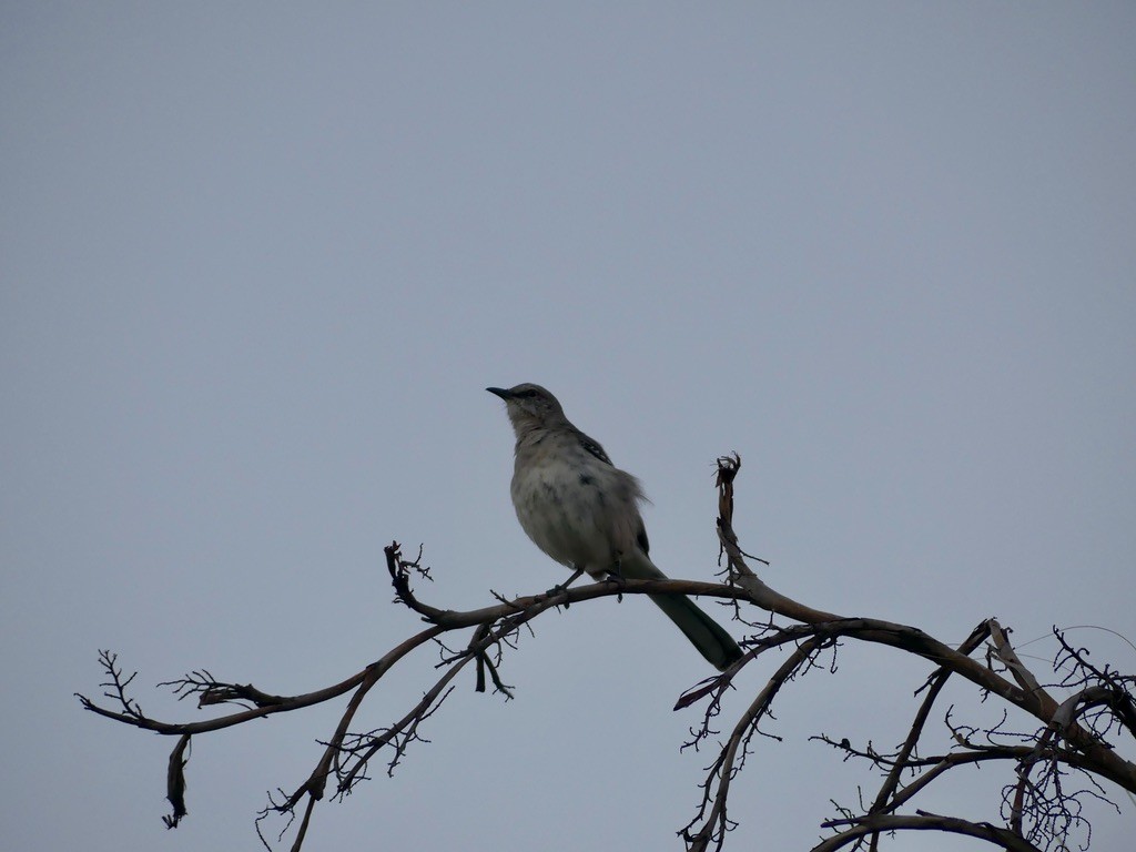 Northern Mockingbird - Erik Haney