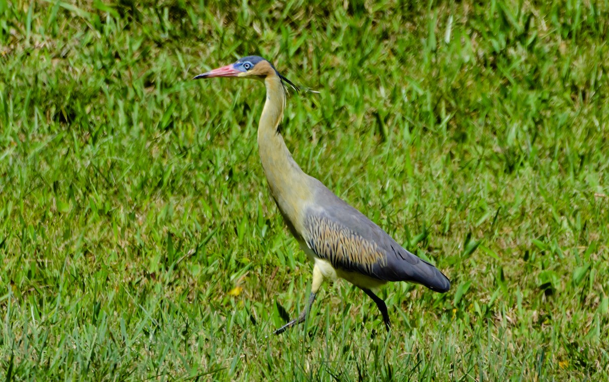 Whistling Heron - ML500125981