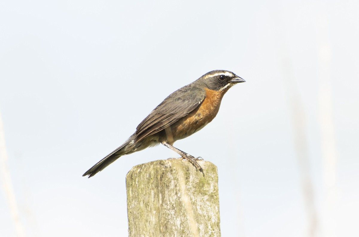 Black-and-rufous Warbling Finch - ML500126191