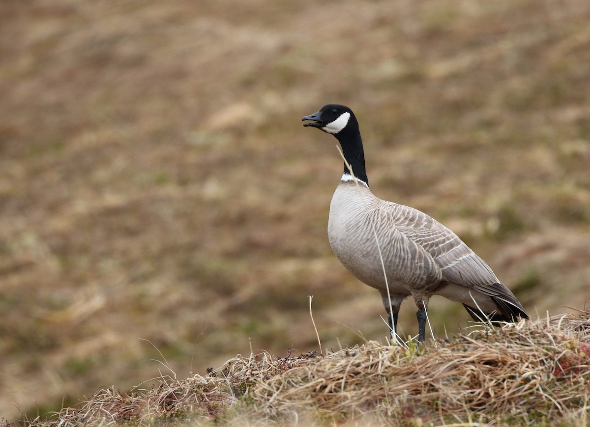 Cackling Goose (Aleutian) - ML500126981