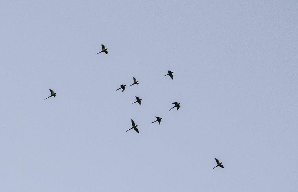 Rose-ringed Parakeet - ML50012731