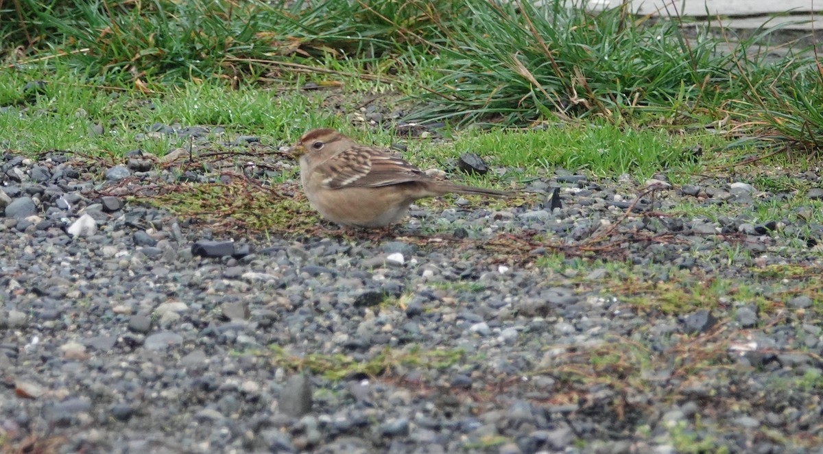 White-crowned Sparrow - ML500127461