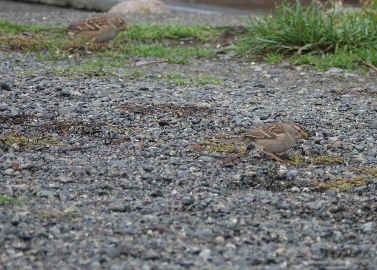 White-crowned Sparrow - ML500127471