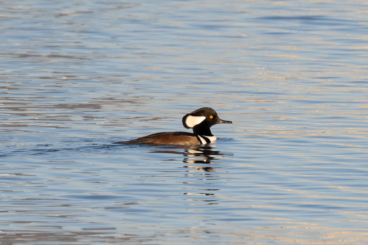Hooded Merganser - ML500128381