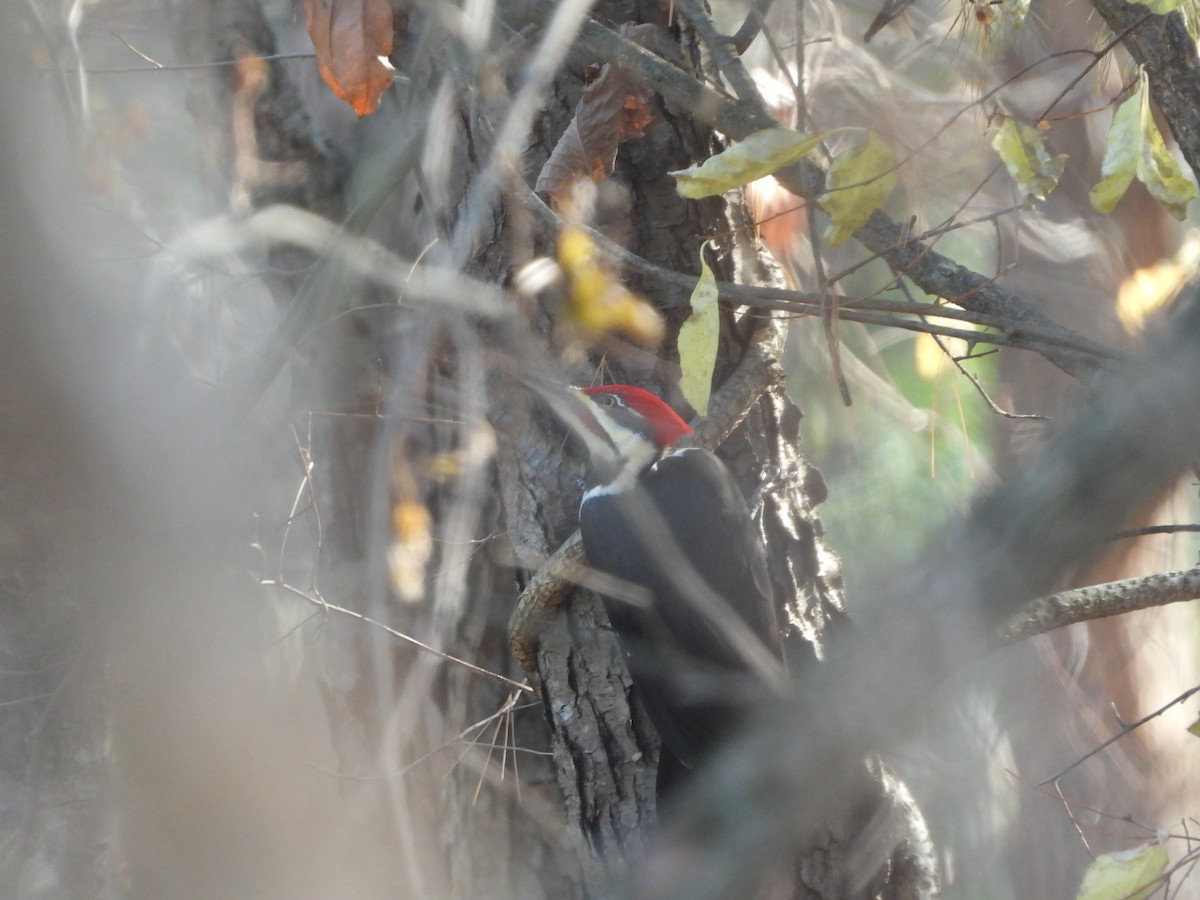 Pileated Woodpecker - ML500128701