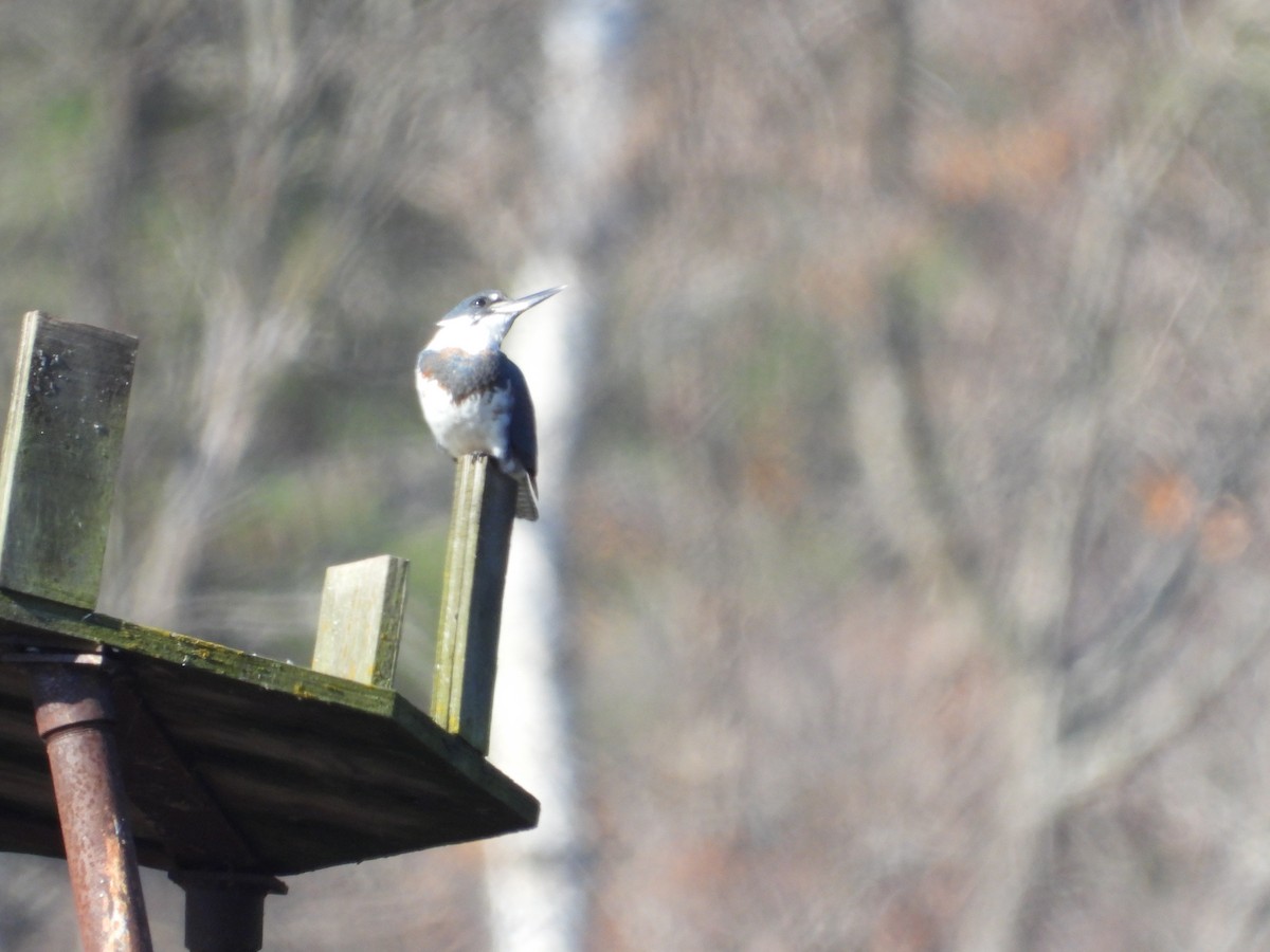 Belted Kingfisher - ML500128941