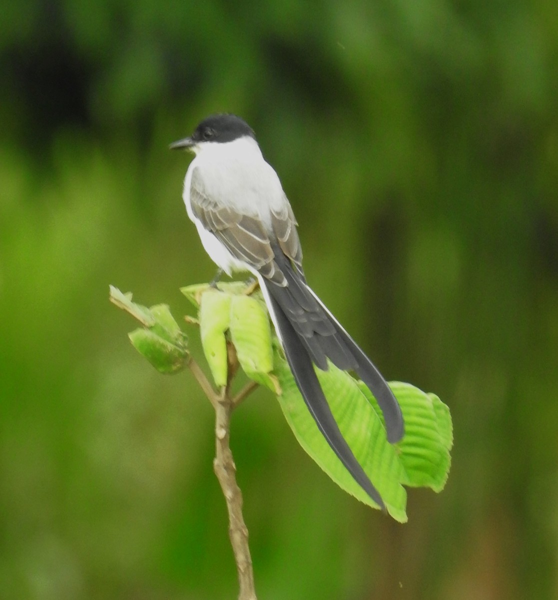 Fork-tailed Flycatcher - ML500128981