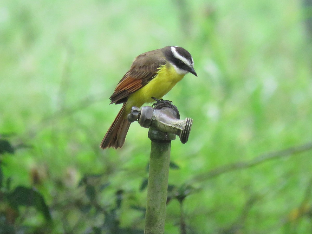 Rusty-margined Flycatcher - ML500130391