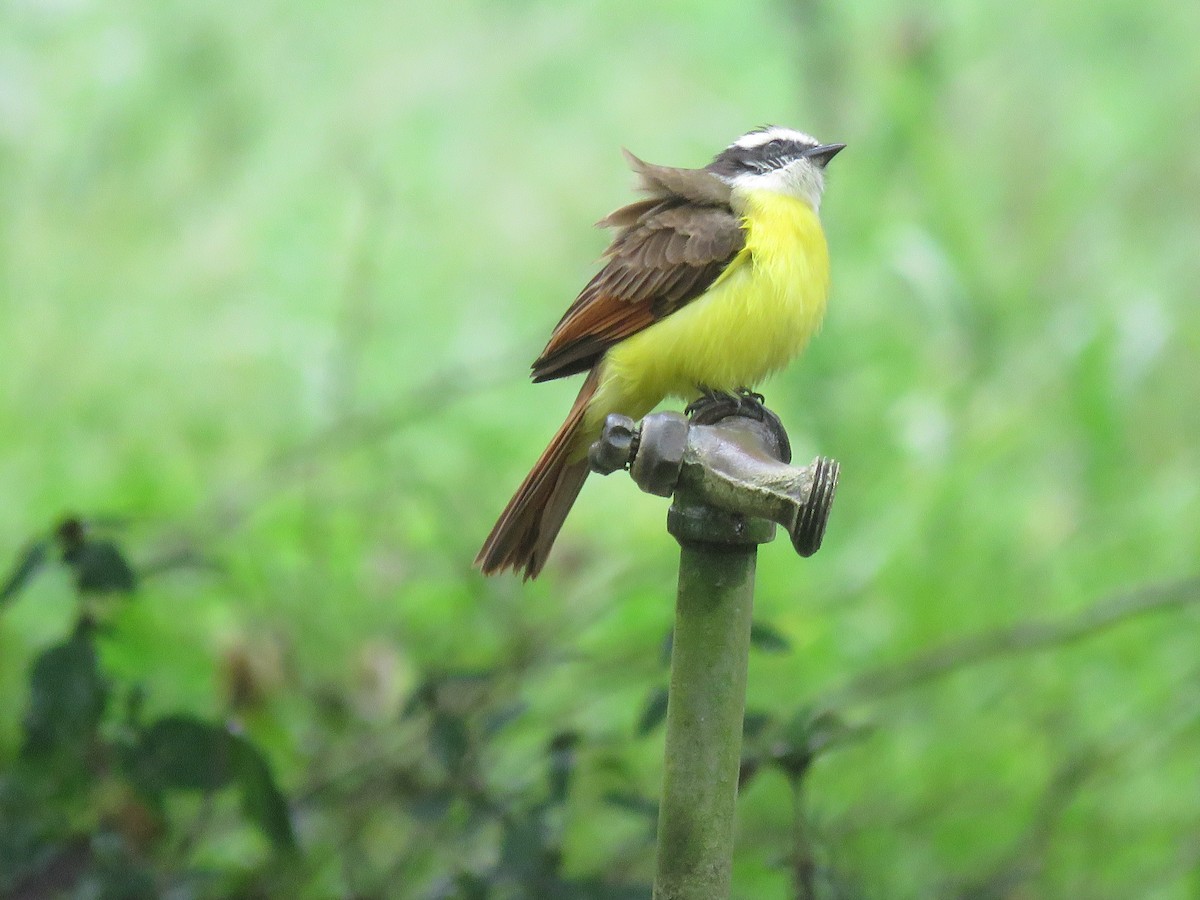 Rusty-margined Flycatcher - Julián Rodríguez