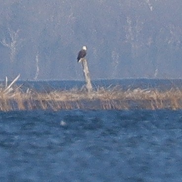 Bald Eagle - ML500133191