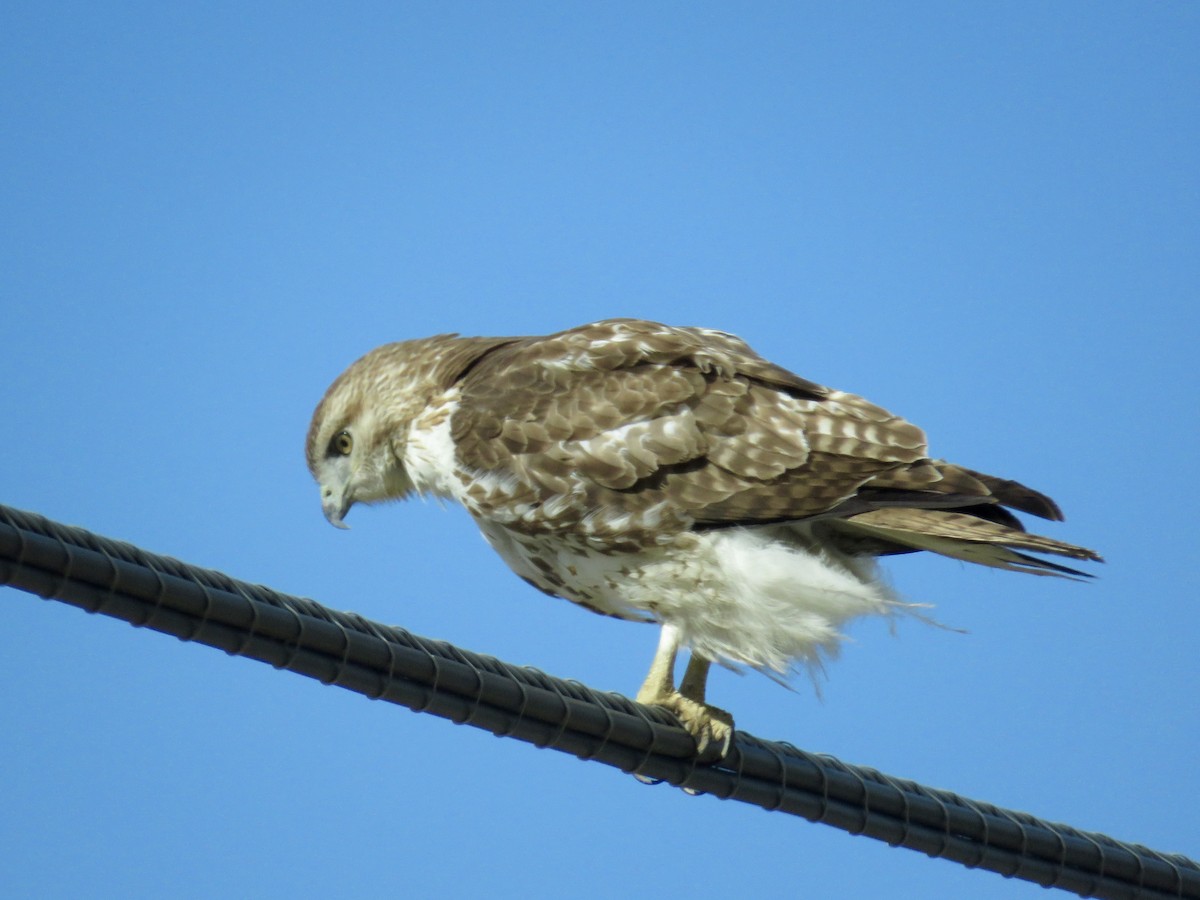 Red-tailed Hawk - ML50013431