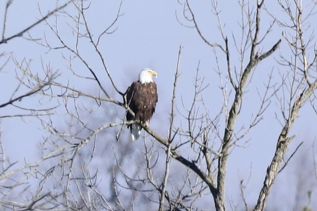 Bald Eagle - Steve McNamara