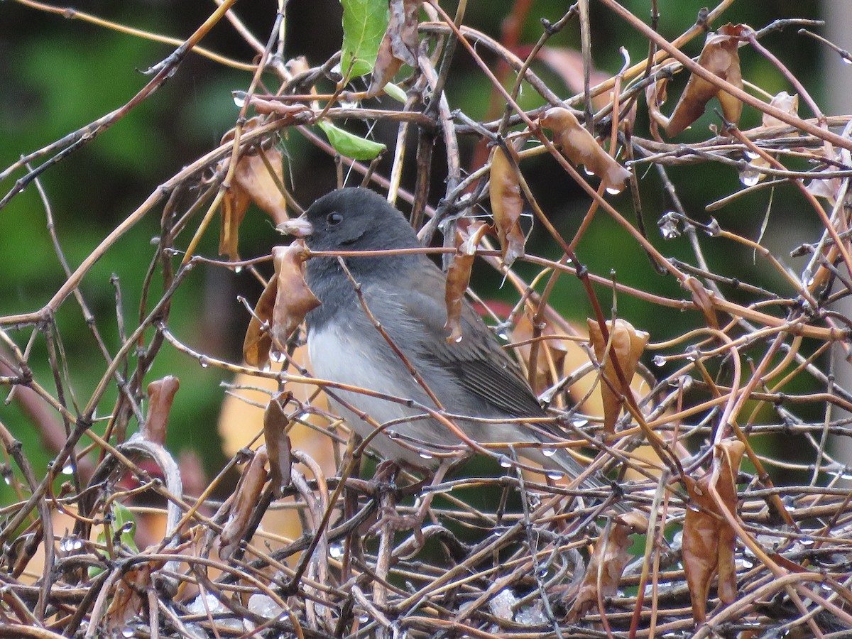 Junco ardoisé (cismontanus) - ML500135641