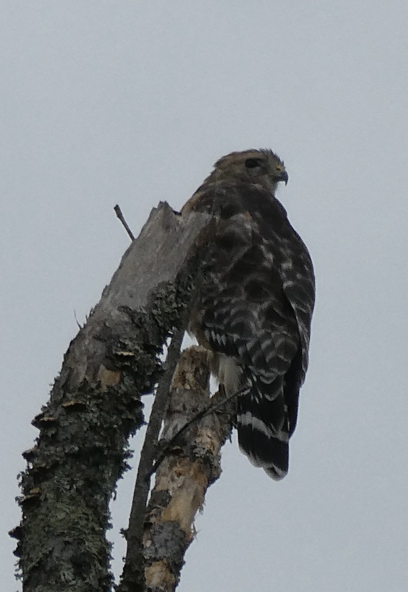 Red-shouldered Hawk - ML500136481