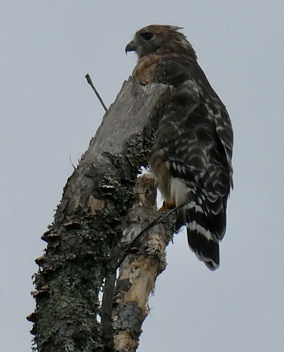 Red-shouldered Hawk - ML500136491