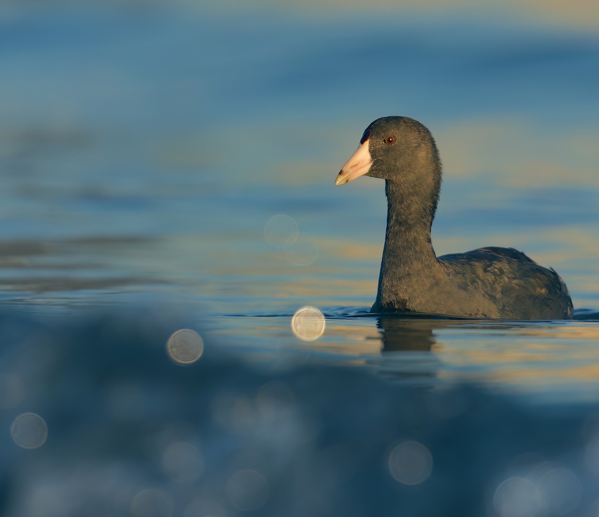 American Coot - Max Kelly
