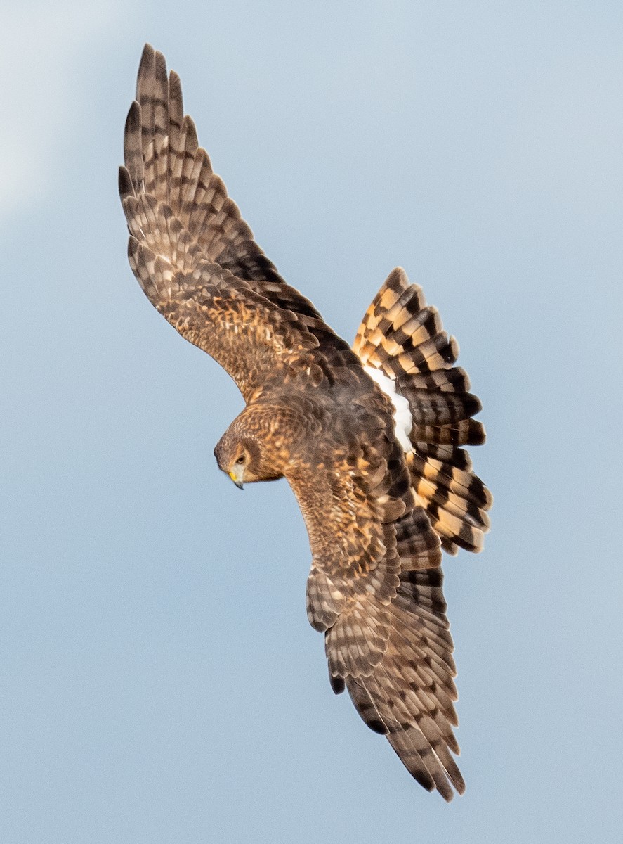 Northern Harrier - ML500138111