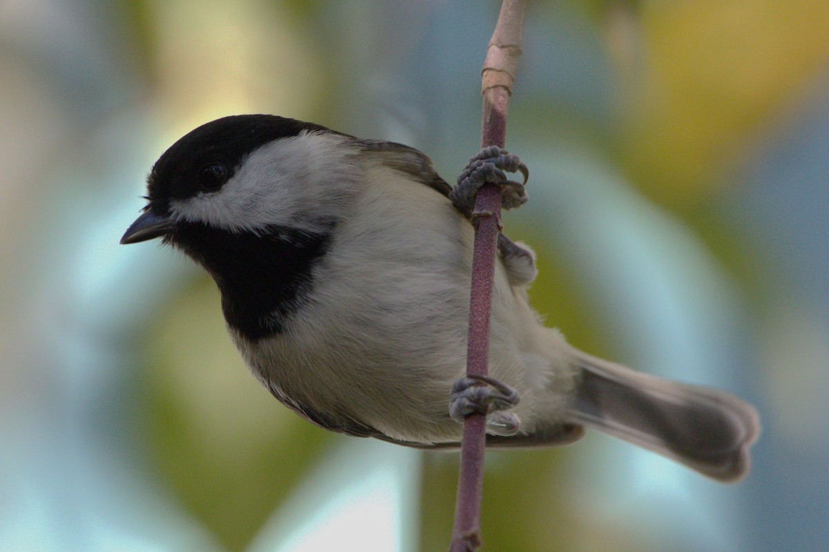 Carolina Chickadee - ML500139491