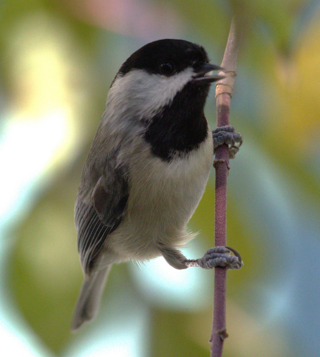 Carolina Chickadee - ML500139501