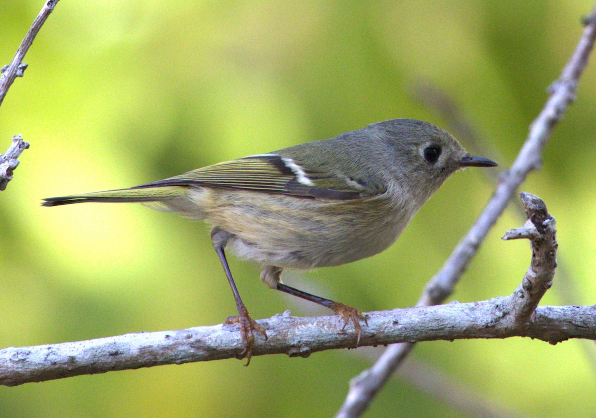 Ruby-crowned Kinglet - ML500139561