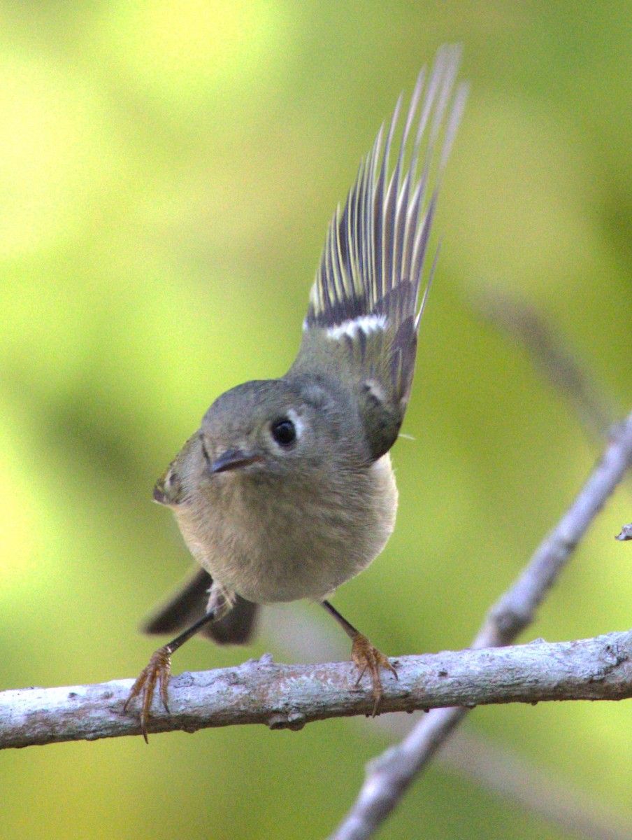 Ruby-crowned Kinglet - ML500139571