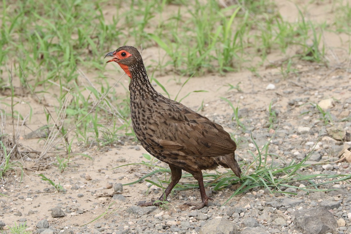 Swainson's Spurfowl - ML50013961