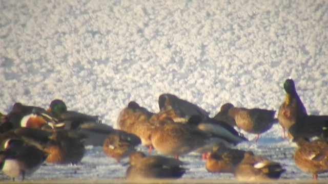 Mallard x Northern Pintail (hybrid) - ML500140561