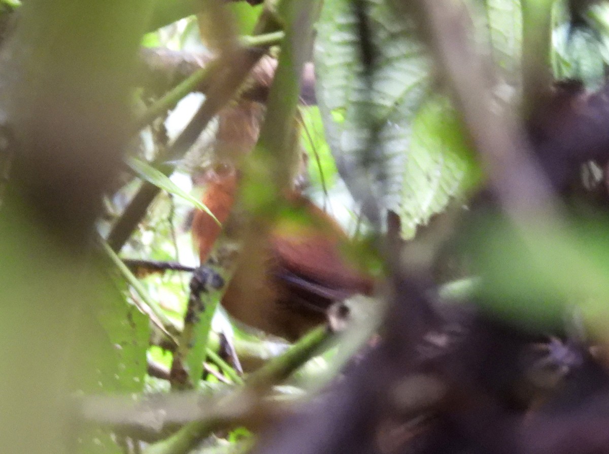 Bay Antpitta - ML500140711