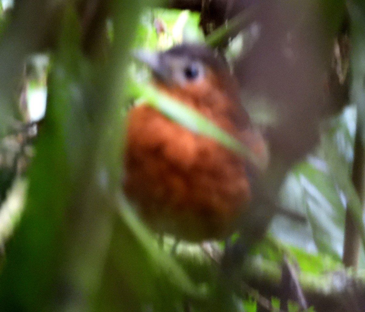 Bay Antpitta - ML500140721