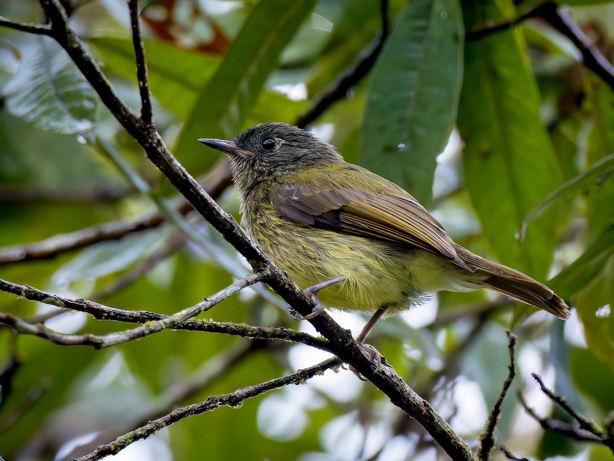 Streak-necked Flycatcher - ML500141761