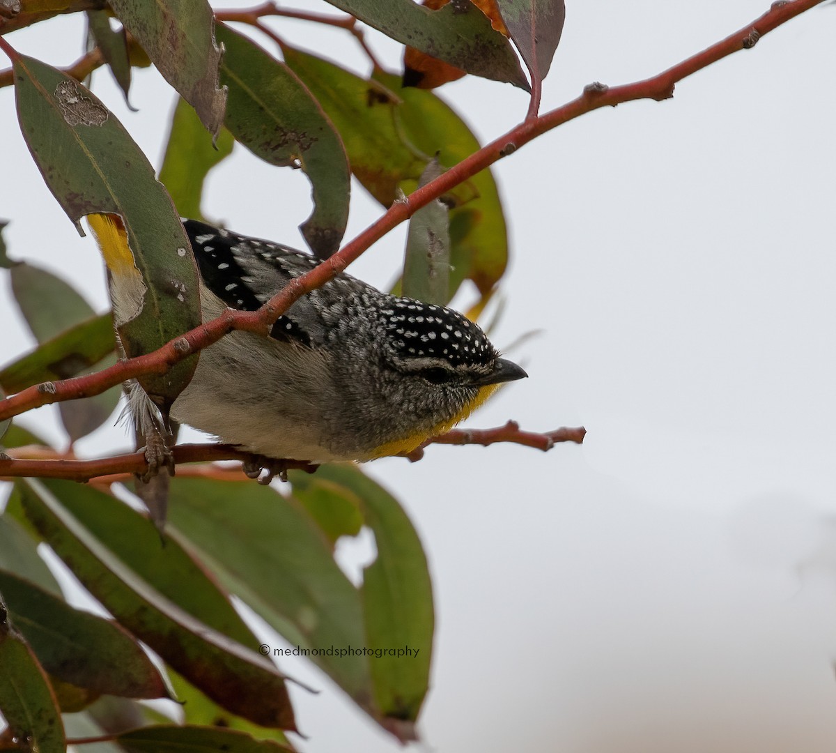 Spotted Pardalote - ML500142101